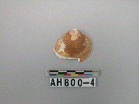 藏品(貝類)的圖片